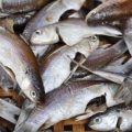 春のウグイ産卵期：河川で楽しむ伝統的な釣法とマナー