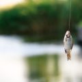 自宅で楽しむ本格的な魚の燻製の作り方とコツ