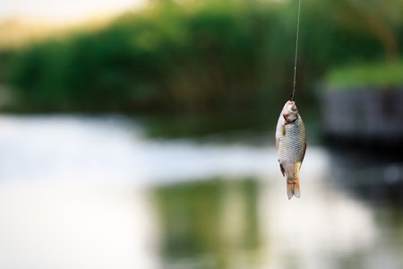 自宅で楽しむ本格的な魚の燻製の作り方とコツ