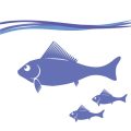 釣った魚を新鮮に保つための血抜きの重要性と正しい手順