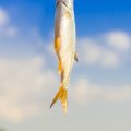 釣具セットの全て：初めての人でも安心して使えるアイテムを解説