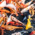 テンヤ釣りで狙う真鯛・根魚の釣り分け事情