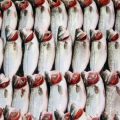 手軽に挑戦！都市近郊で楽しめる初めての釣り体験プラン