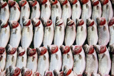 手軽に挑戦！都市近郊で楽しめる初めての釣り体験プラン