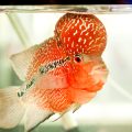 人気釣り系YouTuber徹底比較！登録者数やコンテンツの特徴を解説