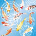 冬限定の旬魚を知る：美味しい食べ方・レシピと釣り方