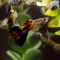 メバル・カサゴ釣りのためのウエア・持ち物・安全対策パーフェクトガイド