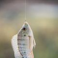 メバル・カサゴ釣りで獲れた魚を絶品料理に！和風・洋風レシピ大全