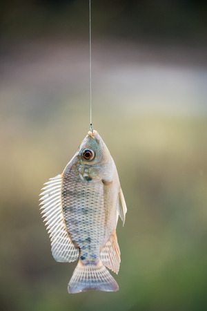 メバル・カサゴ釣りで獲れた魚を絶品料理に！和風・洋風レシピ大全