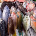 春のメバル産卵期に釣果を上げるコツとベストポイント解説