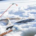 寒さに強い！冬に人気の淡水魚種（バス・ヘラブナ・トラウト等）攻略法