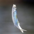初心者向けの季節ごとの簡単な釣りプランの立て方