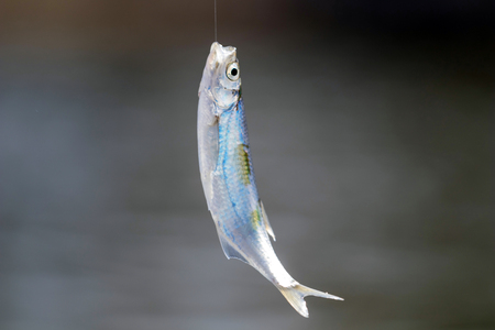 初心者向けの季節ごとの簡単な釣りプランの立て方