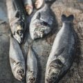 魚の臭みを抑えて旨味を引き出す干物下処理の極意