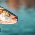 リアルイベント告知と釣果報告をSNSで連携させるテクニック