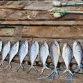 人気魚種の年間回遊パターンと釣り方大全