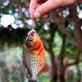 プロが教える冬の釣果アップ術：低活性時に効くエサ＆仕掛け選び