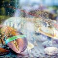 旬の魚を釣って食べる楽しみ：季節ごとの釣魚料理