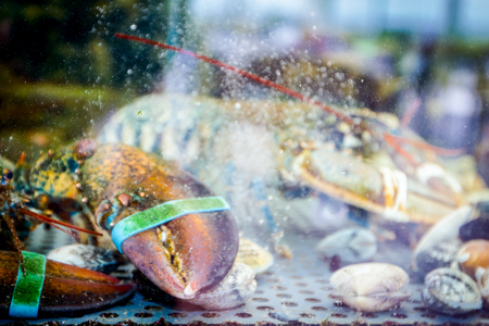 旬の魚を釣って食べる楽しみ:季節ごとの釣魚料理