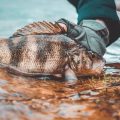 都市化と川・海の環境変化がもたらした釣り文化の転換