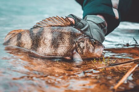 都市化と川・海の環境変化がもたらした釣り文化の転換