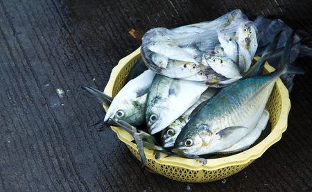 釣果直結!仕掛けのチューンナップと応用アレンジ術