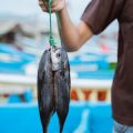 離島釣行で出会える希少種や大型魚TOP10〜釣り人憧れの一匹とは？