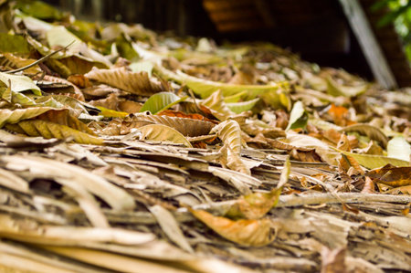 干物をさらに美味しく食べるための調理アイディア20選